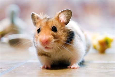 hasmter|Hamster